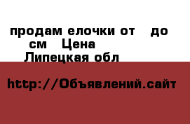 продам елочки от 50до80см › Цена ­ 300-500 - Липецкая обл.  »    